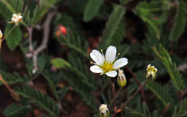 Minuartia douglasii, Douglas’ Stitchwort, Southwest Desert Flora